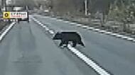 クマが子どもの通学時間に…住宅街に出没、130cmほどの成獣か　ドラレコに道路横切るクマも　目撃情報相次ぐ　住民に注意呼びかけ　長野・大町市