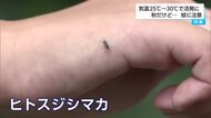 蚊のピークは１１月上旬まで？　秋になって活動が活発化　その理由は…