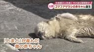 うみたまごでゴマフアザラシの赤ちゃん誕生　今しか見られない白くてふわふわした姿が人気に　大分
