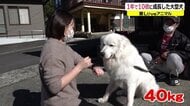 1年間で体重が10倍に “超”大型犬のマシュー君1年3カ月の成長の記録【福井発】