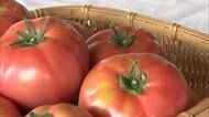 みずみずしい益田のトマト!出荷のシーズン迎える(島根・益田市)