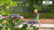 午後は局地的に激しい雷雨も…街なかのアジサイ鮮やか