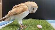 飼育員どよめく…雄のはずのフクロウが「卵を産みました」!? “性別間違い”のワケを動物園に聞いた