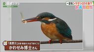 【お天気図鑑】「逃げないカワセミ」（京都・舞鶴市）