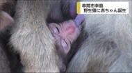 国の天然記念物 串間市幸島の野生猿に赤ちゃん誕生 宮崎県