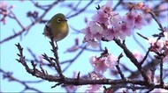 日南市北郷町 早咲き桜が開花 宮崎県