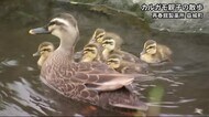 癒し7羽のヒナ カルガモ親子が散歩【熊本】