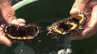 ウニの身がスカスカに 海水温度上昇が原因か? ~九州 玄界灘~
