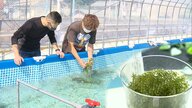 “グリーンキャビア”海ぶどうを廃校のプールで養殖　人気寿司店も期待　【静岡発】