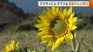 紅葉進む中…アジサイにヒマワリ！？花の島・佐渡で季節外れの開花「ちょっと楽しい気分」新潟