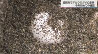 宮崎県指定天然記念物「アカウミガメ」の産卵シーズン到来　宮崎県の各地で確認　1度に100個くらいの卵