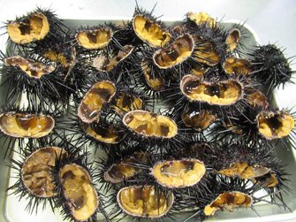 廃棄キャベツで育てた キャベツウニ を神奈川県が商標登録 身が太くて甘い理由を担当者に聞いた