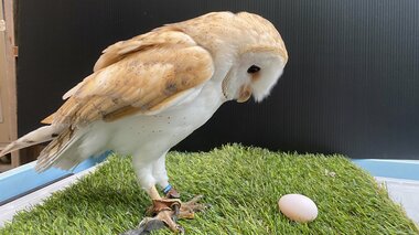 飼育員どよめく…雄のはずのフクロウが「卵を産みました」!? “性別間違い”のワケを動物園に聞いた