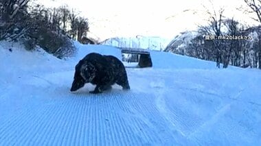 「目が合っちゃった」スキー場でクマに遭遇…猛ダッシュで人を追いかける様子も　街に出…