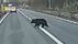 「クマが道路横切る」ドラレコが捉える　子供の通学時間に目撃も「住…