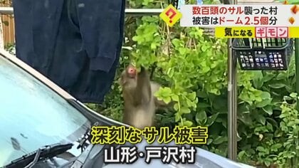 数百頭のサルが襲った村　東京ドーム2.5個分のソバの種食い荒らす　連発式花火や電気柵など対策検討　山形・戸沢村