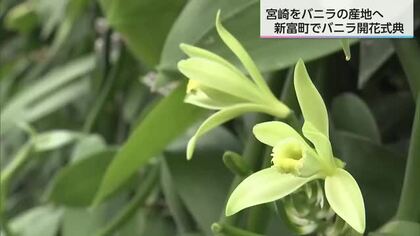 国内では希少な「バニラ」のハウス栽培　宮崎県新富町で今年初めて開花　2028年の収穫目指す