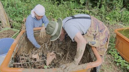 沖縄でわずかなレンコン農家　収穫量を増やそうと“コンテナ栽培”に挑戦「研究重ね大きく育てたい」