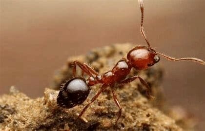 “殺人アリ”を在来種が撃退!? ヒアリなどが逃げ出す成分をクロオオアリから発見…実用化の予定を聞いた