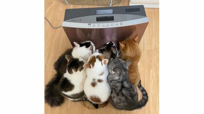 暖を求めて6匹の猫がヒーター前にぎゅうぎゅうの“大渋滞”…場所の奪い合いはある？飼い主に聞いた