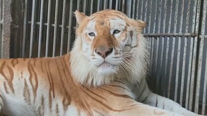 「なぜトラに遭遇した?」体長2mベンガルトラに頭部噛まれ…飼育員3人負傷 那須サファリパークは当面休園