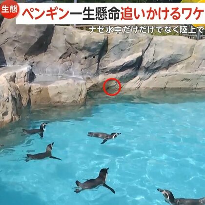 トコトコダッシュや豪快スピンでチョウを追いかけ続けるペンギンたち　「本能的に動くものを追いかける習性」が関係か　山口・周南市徳山動物園
