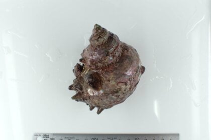 【独自】「サザエ」が南三陸町で初確認　“房総が北限”の貝が宮城県に　気候変動で分布北上か