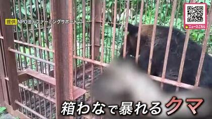 【ヒグマ速報】箱わなの中でうなり声を上げる体重推定100キロのオス…養鶏場付近でクマ1頭を駆除_ニワトリやカモ合わせて83羽が襲われ死ぬ...今回のクマは別の個体か〈北海道岩見沢市〉