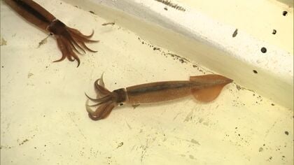 【今年も初競り中止に】「去年4匹…きょう2匹」函館スルメイカ漁が今年も厳しい船出「初競り」中止は2年連続―専門家が語る今後の見通しとは＜北海道＞