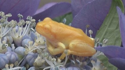 体も目も“金色”！小２男児が“黄金カエル”発見  ｢佐渡島の金山｣世界遺産登録の前触れか!?【新潟発】