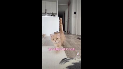 「にゃ～お」名前には反応しないけど、猫の鳴きマネをすると一目散に駆けつける愛猫がかわいい