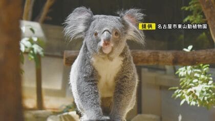 リンパ腫疑われ隔離して飼育…東山動植物園で生まれた7歳のコアラ「ななみ」死ぬ 12日から献花台を設置