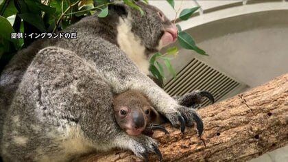 コアラの男の子が実は「メス」だった！2月から「オス」で名前を募集　健康診断で判明　兵庫・南あわじ市「イングランドの丘」