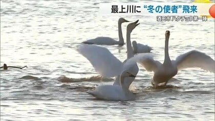 冬の使者「ハクチョウ」300羽飛来　高速道路の雪氷作業車出動式・そろそろ灯油の準備も　山形