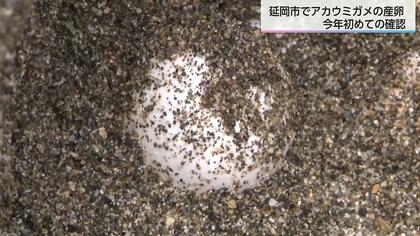 宮崎県指定天然記念物「アカウミガメ」の産卵シーズン到来　宮崎県の各地で確認　1度に100個くらいの卵