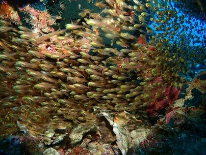 まさにスイミーの世界！小さな魚の群れが1匹の大きな魚となった“奇跡の
