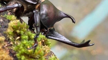 昆虫の王様「カブトムシ」角で戦う力強さとは別の魅力も？キラキラ丸い
