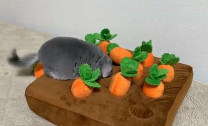 おやつに向かって顔をズボッ! “にんじん掘り”を頑張るチンチラが 