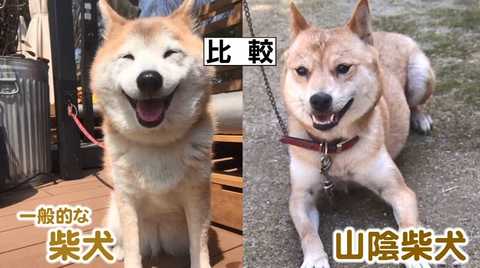 一時は絶滅の危機 山陰柴犬 に赤ちゃん誕生 コスプレ柴犬はお店の 看板犬 に