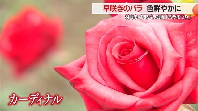 さまざまな色・形のバラが咲き誇る園内