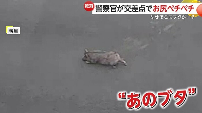 道路で動かないブタ(提供:慶南地方警察庁)