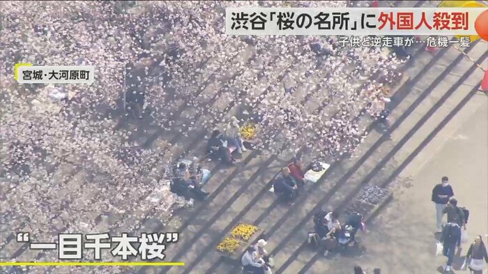 宮城・大河原町の「一目千本桜」には多くの花見客の姿が