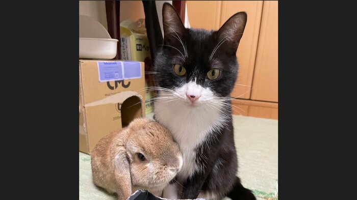 キナオくんが寄り添うことが多い