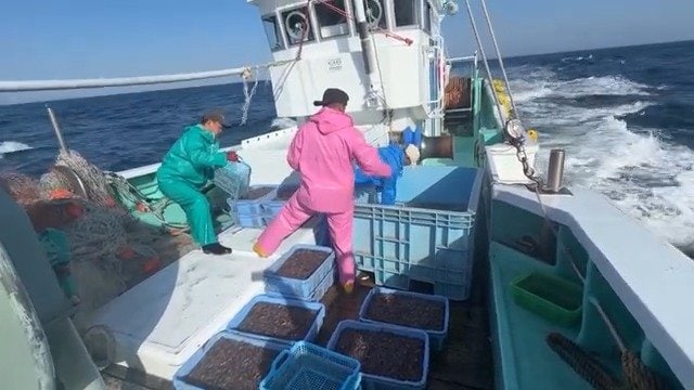 ホタルイカ以外の魚は海に返す