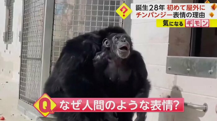 (Save the Chimps)