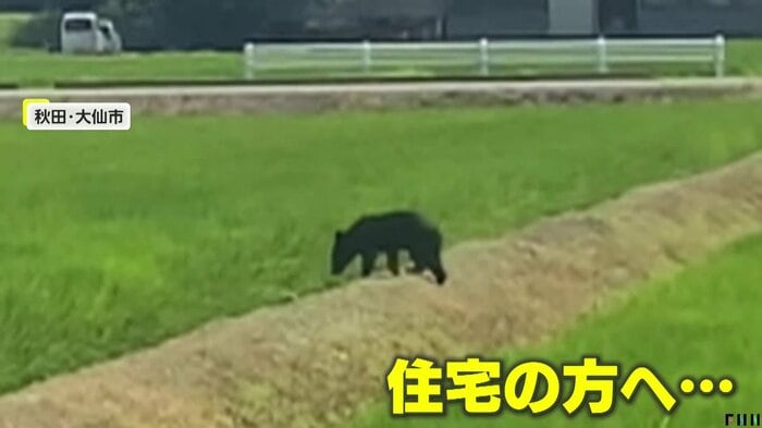 田んぼから住宅の方へ向かう子グマ(FNN投稿サイト「ビデオPost」)(提供:株式会社かける)