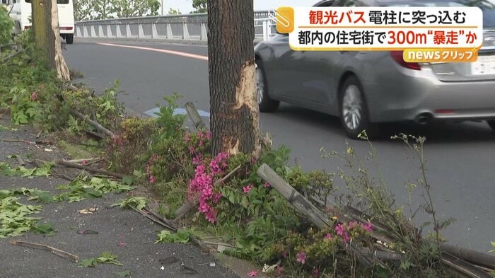 草木が引き倒されていた道路脇