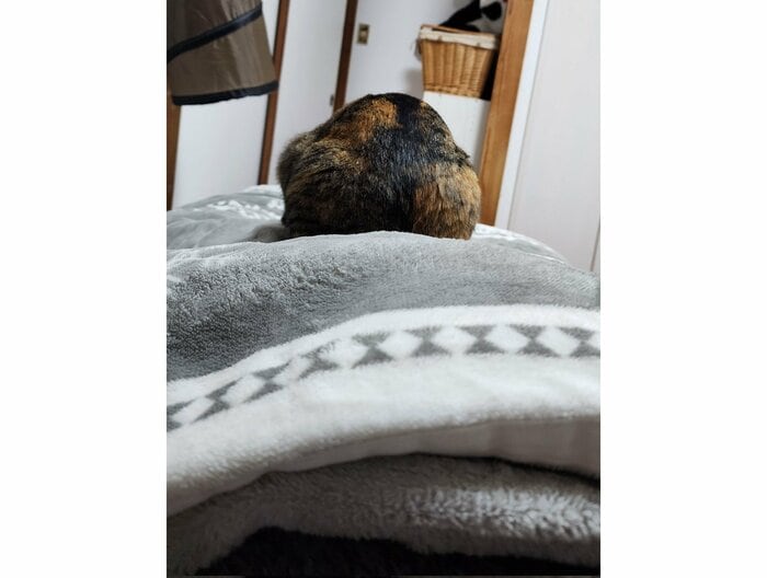 飼い主に乗るむぎちゃん(提供:にゃん報さん)