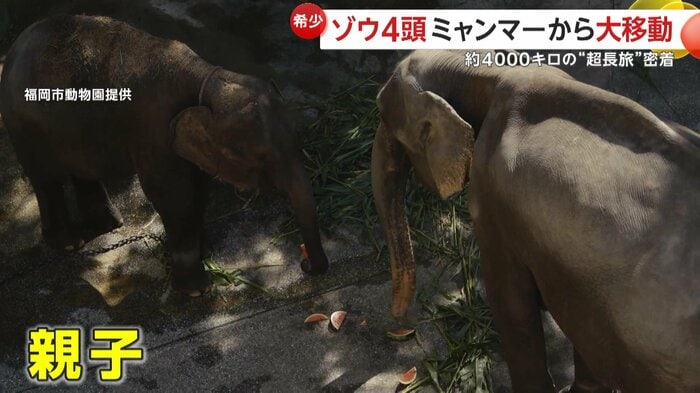 到着後に食事をする親子ゾウ(福岡市動物園提供)