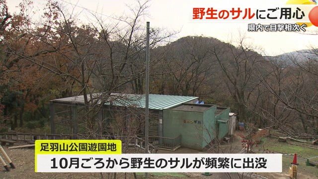 動物園のサル舎にも出没